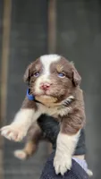 Van, a male Australian Shepherd for sale in Spotsylvania Courthouse, VA – 3 of 3