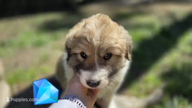 Tommy – Great Pyrenees puppy for sale in Spotsylvania Courthouse, VA
