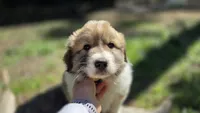 Tommy, a male Great Pyrenees for sale in Spotsylvania Courthouse, VA – 3 of 3