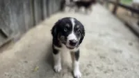 Ellie, a female Australian Shepherd for sale in Spotsylvania Courthouse, VA – 6 of 6