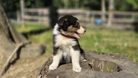 Zara, a female Australian Shepherd for sale in Spotsylvania Courthouse, VA – 4 of 7
