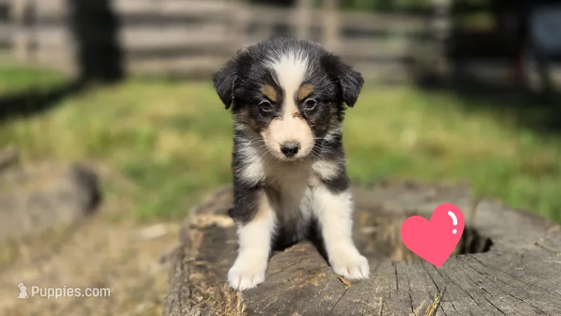 Zara – Australian Shepherd puppy for sale in Spotsylvania Courthouse, VA