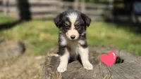 Zara, a female Australian Shepherd for sale in Spotsylvania Courthouse, VA – 1 of 7