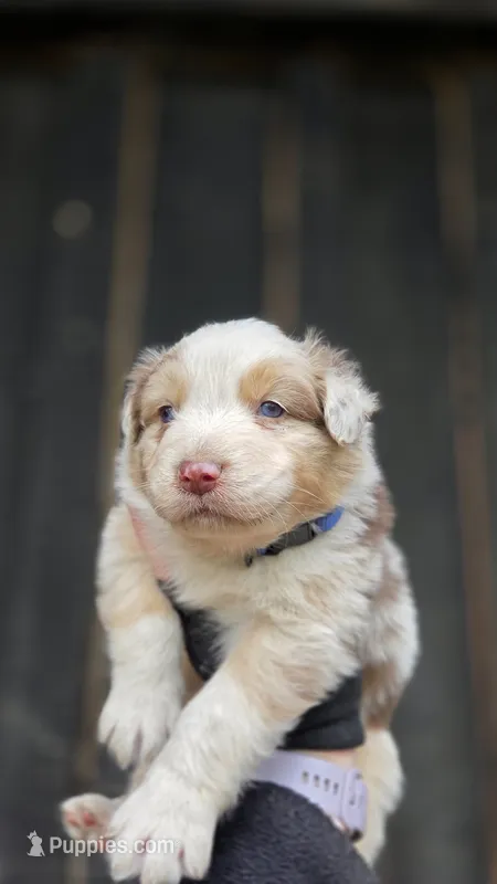Pean – Australian Shepherd puppy for sale in Spotsylvania Courthouse, VA