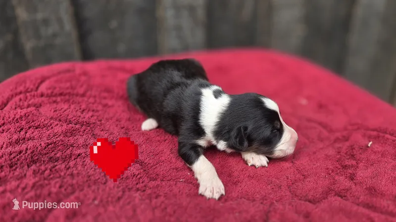 Elite – Australian Shepherd puppy for sale in Spotsylvania Courthouse, VA