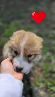 Sena, a female Great Pyrenees for sale in Spotsylvania Courthouse, VA – 1 of 3