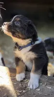 Diam, a male Australian Shepherd for sale in Spotsylvania Courthouse, VA – 7 of 10