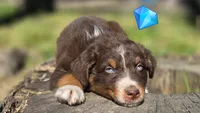 Peets , a male Australian Shepherd for sale in Spotsylvania Courthouse, VA – 3 of 9