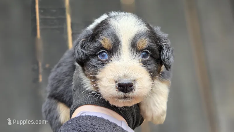 Elite – Australian Shepherd puppy for sale in Spotsylvania Courthouse, VA