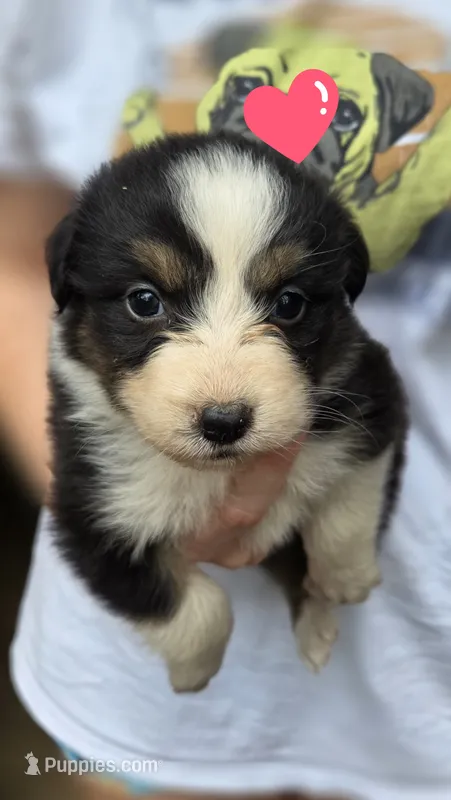 Zara – Australian Shepherd puppy for sale in Spotsylvania Courthouse, VA