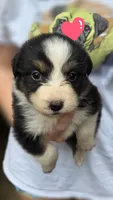 Zara, a female Australian Shepherd for sale in Spotsylvania Courthouse, VA – 1 of 2