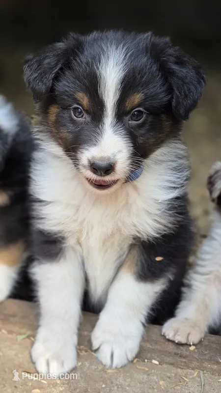 Collar – Australian Shepherd puppy for sale in Spotsylvania Courthouse, VA