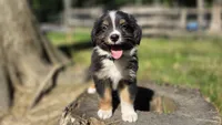 Diam, a male Australian Shepherd for sale in Spotsylvania Courthouse, VA – 4 of 10