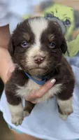 Van, a male Australian Shepherd for sale in Spotsylvania Courthouse, VA – 1 of 3