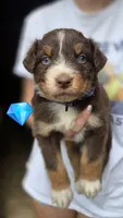 Peets , a male Australian Shepherd for sale in Spotsylvania Courthouse, VA – 8 of 9