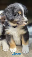 Diam, a male Australian Shepherd for sale in Spotsylvania Courthouse, VA – 7 of 8
