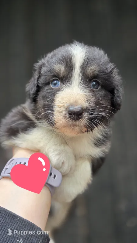 Ellie  – Australian Shepherd puppy for sale in Spotsylvania Courthouse, VA