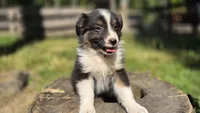 Collar, a male Australian Shepherd for sale in Spotsylvania Courthouse, VA – 6 of 9
