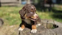 Peets , a male Australian Shepherd for sale in Spotsylvania Courthouse, VA – 4 of 9