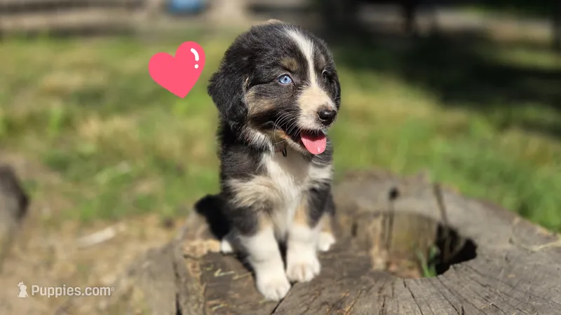 Ellie  – Australian Shepherd puppy for sale in Spotsylvania Courthouse, VA
