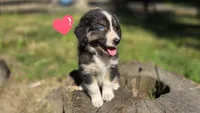 Ellie , a female Australian Shepherd for sale in Spotsylvania Courthouse, VA – 1 of 5