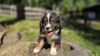 Diam, a male Australian Shepherd for sale in Spotsylvania Courthouse, VA – 9 of 10