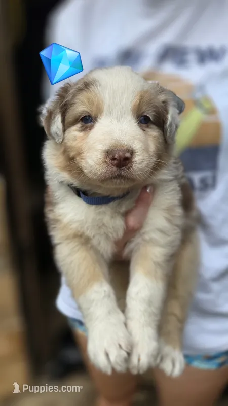 Pean – Australian Shepherd puppy for sale in Spotsylvania Courthouse, VA