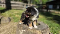 Diam, a male Australian Shepherd for sale in Spotsylvania Courthouse, VA – 6 of 10