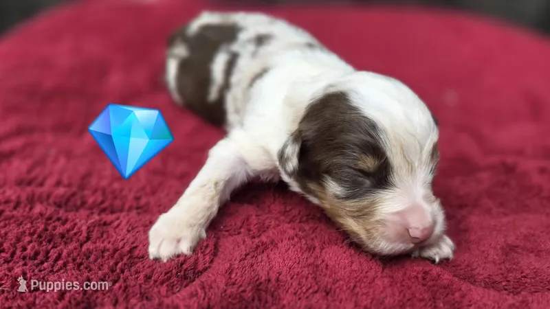 Pean – Australian Shepherd puppy for sale in Spotsylvania Courthouse, VA
