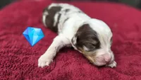 Pean, a male Australian Shepherd for sale in Spotsylvania Courthouse, VA – 1 of 2