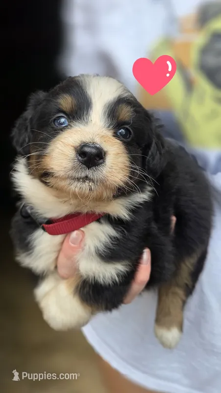 Elite – Australian Shepherd puppy for sale in Spotsylvania Courthouse, VA