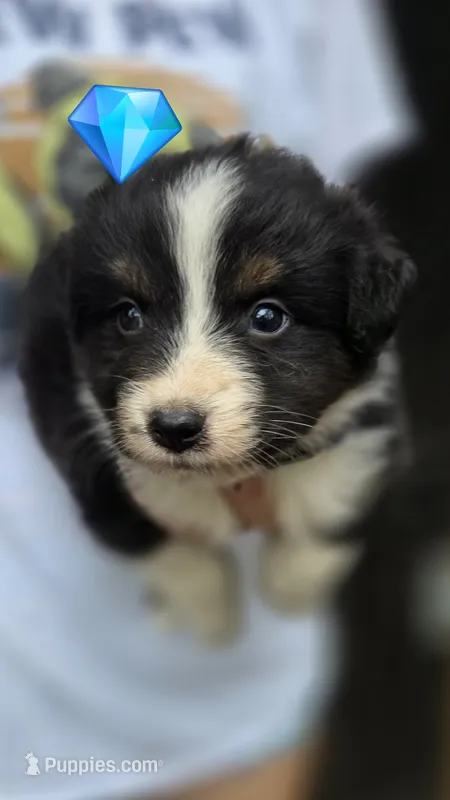 Collar – Australian Shepherd puppy for sale in Spotsylvania Courthouse, VA