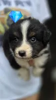 Collar, a male Australian Shepherd for sale in Spotsylvania Courthouse, VA – 9 of 9