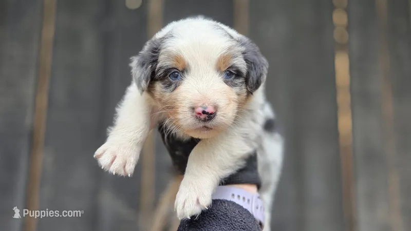 Ory – Australian Shepherd puppy for sale in Spotsylvania Courthouse, VA