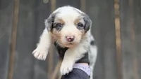 Ory, a male Australian Shepherd for sale in Spotsylvania Courthouse, VA – 1 of 2