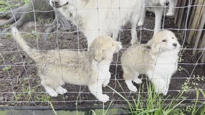 Sena, a female Great Pyrenees for sale in Spotsylvania Courthouse, VA – 3 of 3