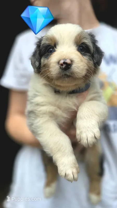 Ory – Australian Shepherd puppy for sale in Spotsylvania Courthouse, VA