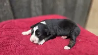 Ellie , a female Australian Shepherd for sale in Spotsylvania Courthouse, VA – 2 of 2