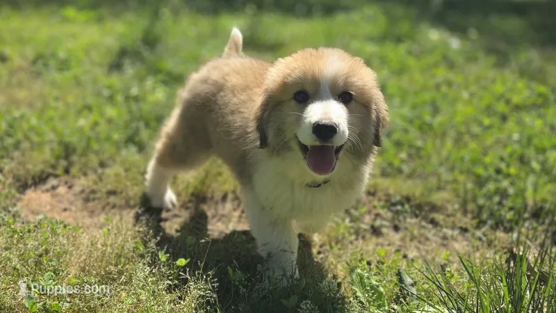 Sena – Great Pyrenees puppy for sale in Spotsylvania Courthouse, VA