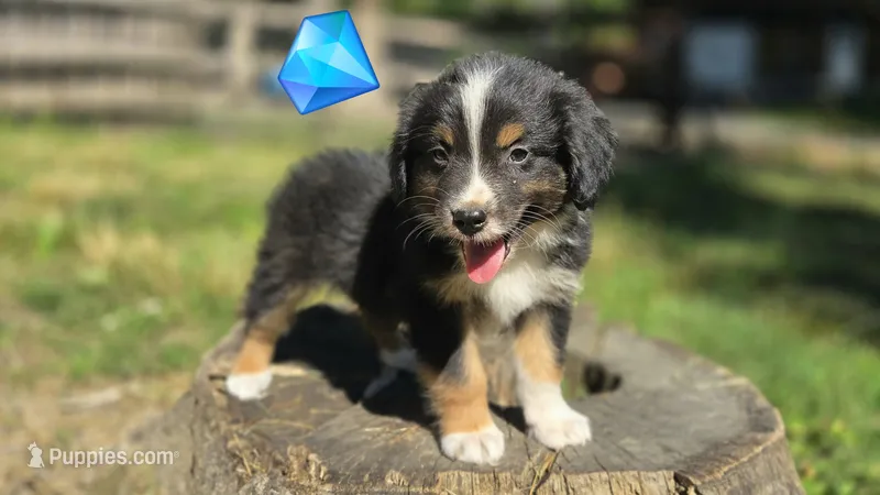Diam – Australian Shepherd puppy for sale in Spotsylvania Courthouse, VA