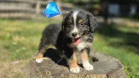 Diam, a male Australian Shepherd for sale in Spotsylvania Courthouse, VA – 1 of 10
