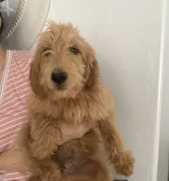 Mochi/ standard size 60-70 lbs, a male Goldendoodle for sale in San Tan Valley, AZ – 1 of 3