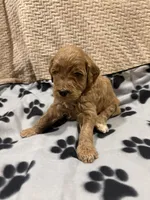 Apple/Standard size, a female Goldendoodle for sale in San Tan Valley, AZ – Photo 1 of 2