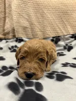 Apple/Standard size, a female Goldendoodle for sale in San Tan Valley, AZ – Photo 2 of 2