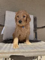Bear, a male Goldendoodle for sale in San Tan Valley, AZ – Photo 1 of 2