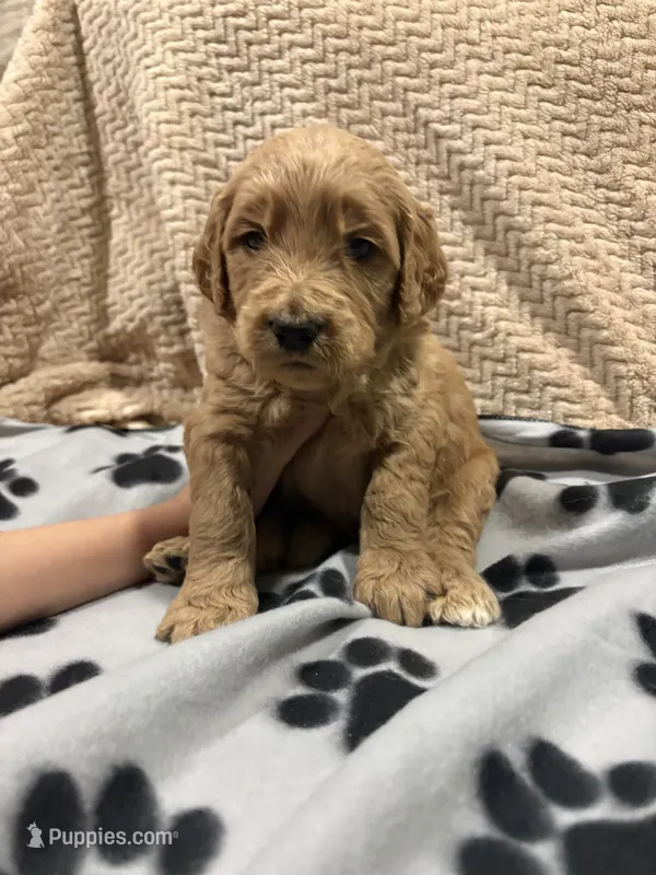 Waffles/ standard size