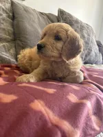Teddy/  standard size, a male Goldendoodle for sale in San Tan Valley, AZ – Photo 2 of 3