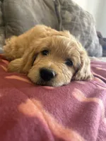 Teddy/  standard size, a male Goldendoodle for sale in San Tan Valley, AZ – Photo 1 of 3