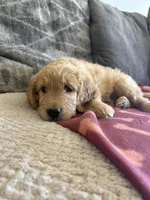 Teddy/  standard size, a male Goldendoodle for sale in San Tan Valley, AZ – Photo 3 of 3