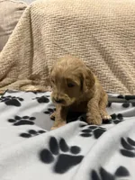 Waffles/ standard size, a male Goldendoodle for sale in San Tan Valley, AZ – Photo 3 of 3